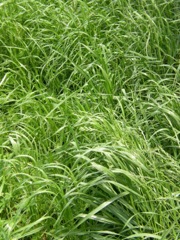 Ryegrass